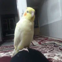 عروس هلندی