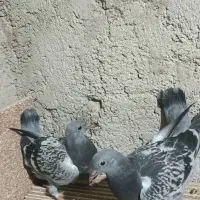 مجسمه جفت جوجه مگس مسافتی
