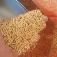 چلتوک بذر فروشی علی کاظمی