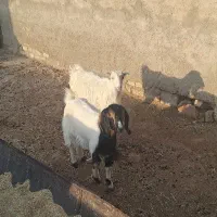دو تا بزغاله