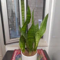 گل سانسوریا کراواتی