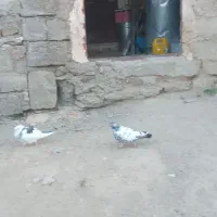 کبوتر دسبر غریب
