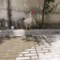 خروس مست و سه عدد جوجه مرغ