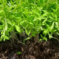 نشا گوجه ربی درجه یک (دانه ی ۳هزار)
