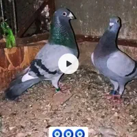 نروماده دوخط مسافتی فروشی ظمانتی