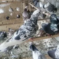 کبوتر هما سرور