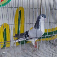کبوتر شیرازی،چپ و یال