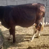 گوساله نر ۸ماه