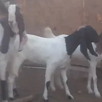 بزافغانی گلابی  جوان