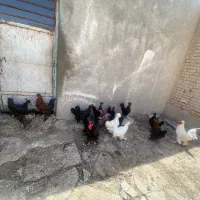 مرغ و خروس