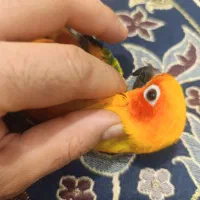 خورشیدی فول اهلی