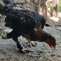 خروس برهما
