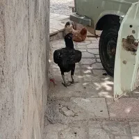 مرغ خروس|حیوانات مزرعه|کوهدشت, |دیوار