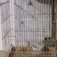 قفس بزرگ طوطی  کاسکو
