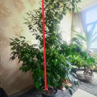 گل طبیعی فروشی
