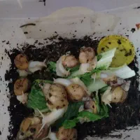 فروش حلزون افریقایی سوپر مولد