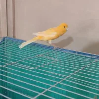 قناری نر و ماده سوپر،رسمی،سرخ،سفید|پرنده|خرم‌آباد, |دیوار