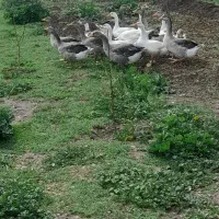 غاز دورگه