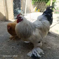 مرغ و خروس زینتی