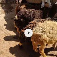 قوچ