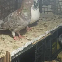 کفتر نر و ماده