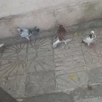 کبوتر