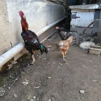 خروس لاری ومرغ لاری