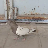 ماده سینه .دمبی . کوهی