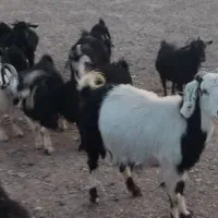 بز و بزغاله و تکه