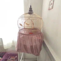 قفس