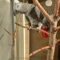 کاسکو نر کار داده درشت