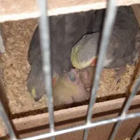 عروس هلندی نر و ماده به همراه دو جوجه