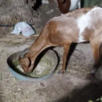 یک عدد بز شیردار خوب برا نگهداری