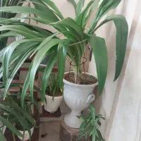 گل یوکا وپانراتوس