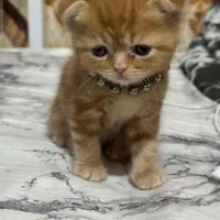 گربه اسکاتیش