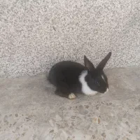 خرگوش منیاتوری