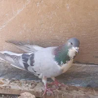 کبوتر  دمگیر