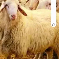 قصابی سیار رفسنجان