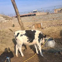 گوساله ماده