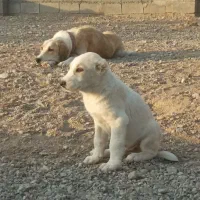توله نر دوماه