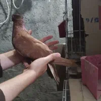 سرخ ماده صربستانی