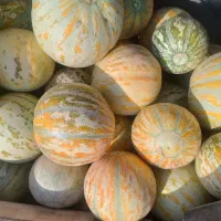 طالبی