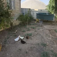 اردک