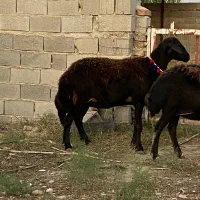 گوسفند عروسک