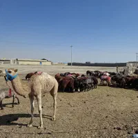 گوسفند زنده...بره میش بز و بزغاله.فروش ویژه