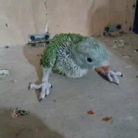 جوجه ملنگو  سبز