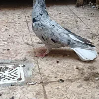 کوهی دم سفید