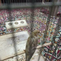 رسمی او‌پال دارچینی دوماهه