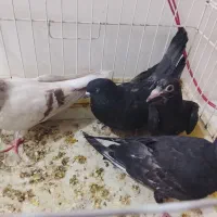 4 تا کفتر دو تاش جوجه