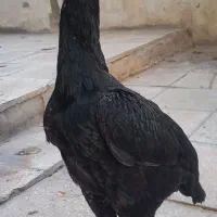 اوشامو لاری